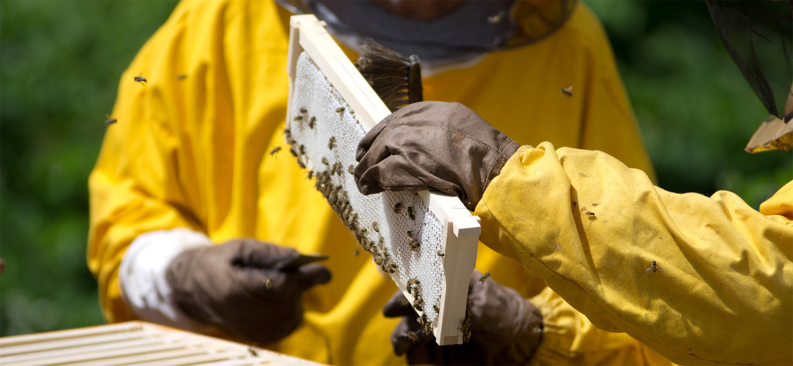 Imker bei der Arbeit: Von gelben Schutzanzügen, Imkerhhauben und braunen Handschuhen geschützt holen zwei Imker eine Bienenwabe aus dem Kasten.