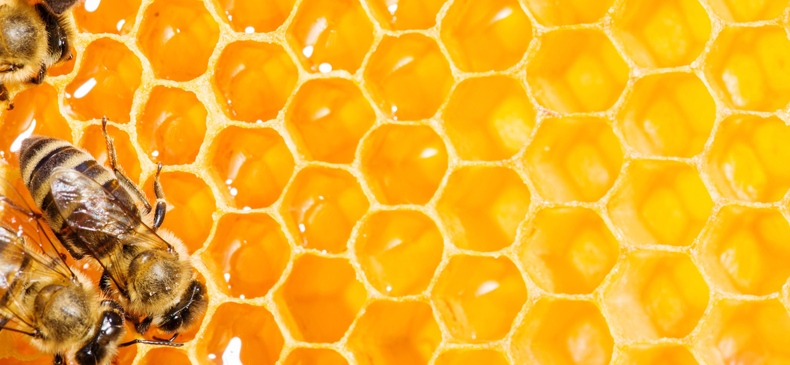 Nahaufnahme von Bienen auf einer goldgelben Honig-waabe.