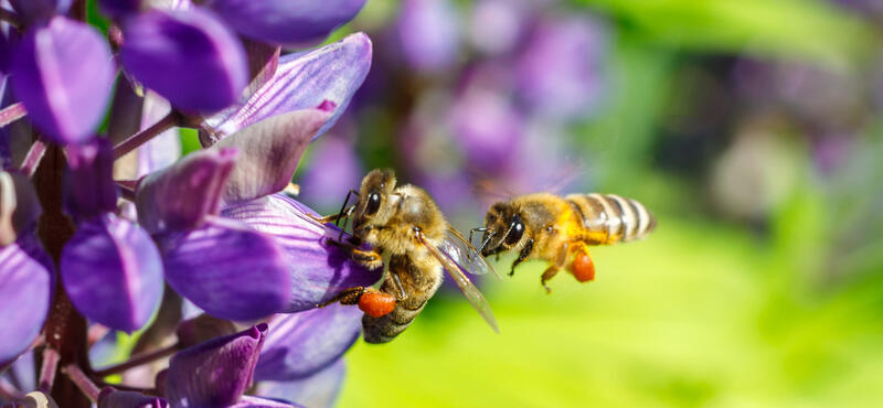 Nahaufnahme von zwei Bienen auf und neben einer Blüte