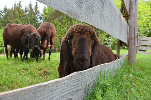 Blick durch einen Holzzaun auf eine Wiese mit braunen Schafen.  Eines sitzt direkt hinter dem Zaun und schaut in die Kamera.