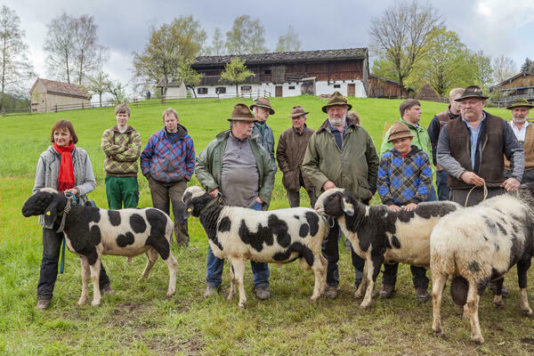 EIne Gruppe von Männern und Frauen steht gemeinsam mit schwarz-weiß gemusterten Schafen auf einer Wiese