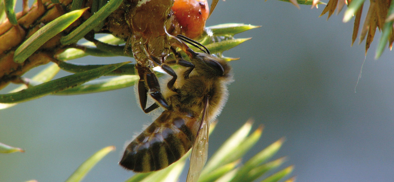 Foto einer Biene in Nahaufnahme. Sie hängt an einer Tannenzapfen und saugt an einer zähen Flüssigkeit, dem Honigtau