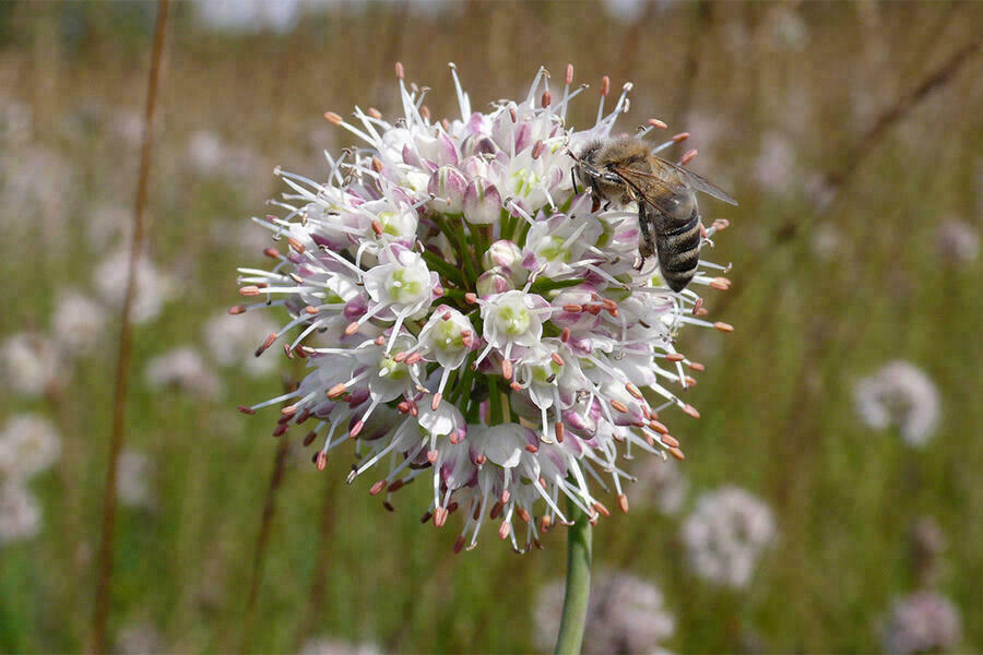 Nahaufnahme einer Biene auf einer kugelförmigen Blüte