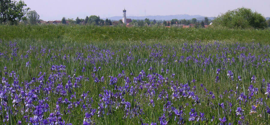 Wiese mit blühenden lila Schwertlilien. Im Hintergrund ist ein Dorf erkennbar.