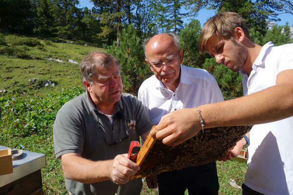 Drei Männer untersuchen eine Bienenwabe.