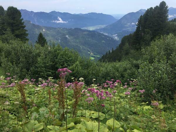 Bergwiese mit verschiedenen Blumen und Gräsern. Im Hintergrund sieht man mehrere Alpentäler.