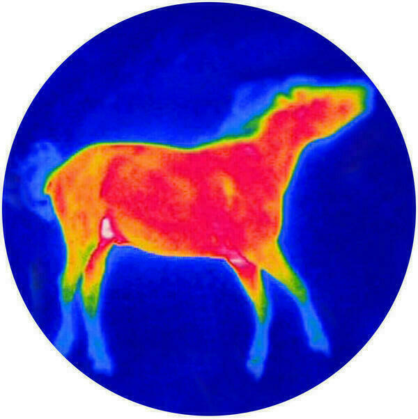 Wärmebildaufnahme eines vierbeinigen Tieres auf kreisförmigem blauem Grund