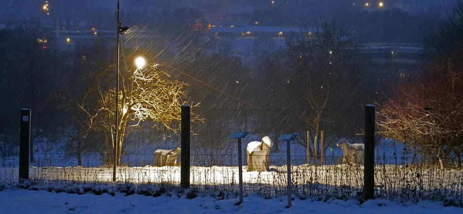 Skulpturengarten am Europäischen Künstlerhaus Oberbayern: Csongor G. Szigeti: Space Sheep; Bildbeschreibung: Abendstimmung mit Schnee, die Schafskulpturen sind mit Scheinwerfern beleuchtet, im Vordergrund ein Zaun, im Hintergrund Fenster und Lampen am gegenüberliegenden Hang