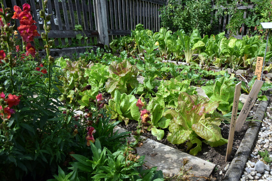 In einem Nutzgarten wachsen in Beeten Kopfsalat, Zwiebeln und Gelbe Beeten. Der Garten ist eingezäunt.