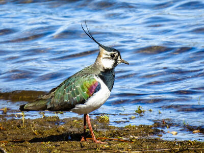 Ein Vogel mit langen Beinen, buntem Gefieder und einer langen Kopffeder läuft am Ufer eines Gewässers.