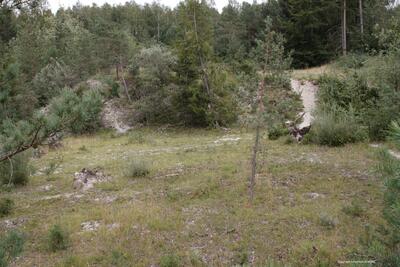 Gelände mit Trockenwiese und Wald im Hintergrund