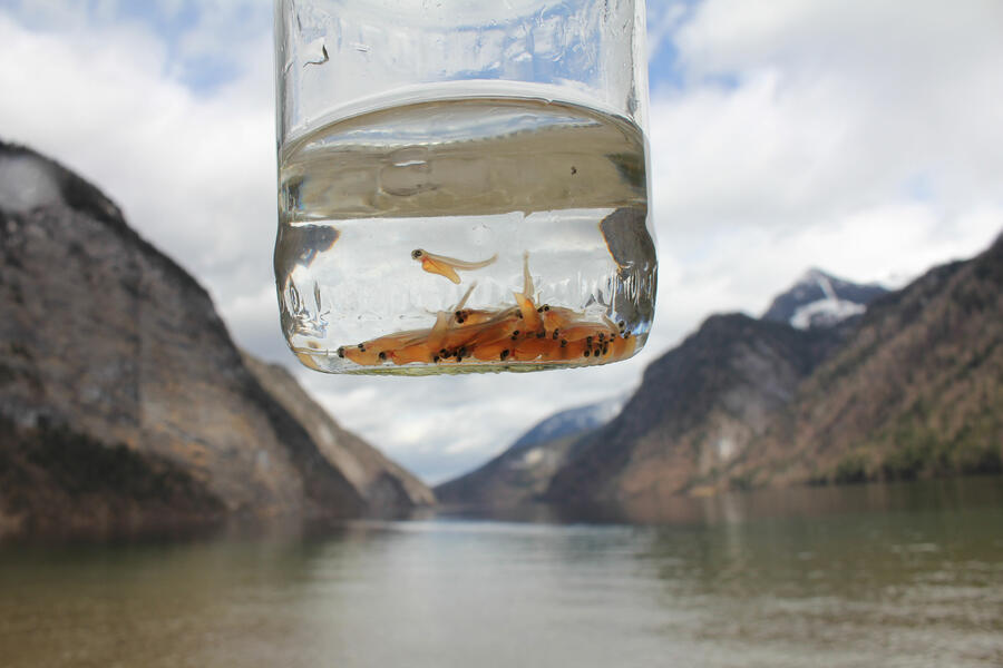 Kleine orangefarbene Seeforellen schwimmen in einen Glas. Im Hintergrund erschein ein von Bergen umschlossener See.