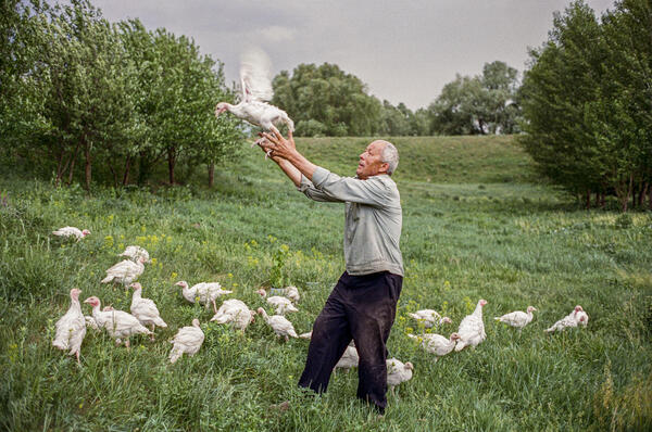Kunstwerk: Fotografie: Ein älterer Mann steht auf einer Wiese und ist von Hühnern umgeben. Mit beiden Händen wirft ein Huhn in die Luft, das mit den Flügeln flattert. 