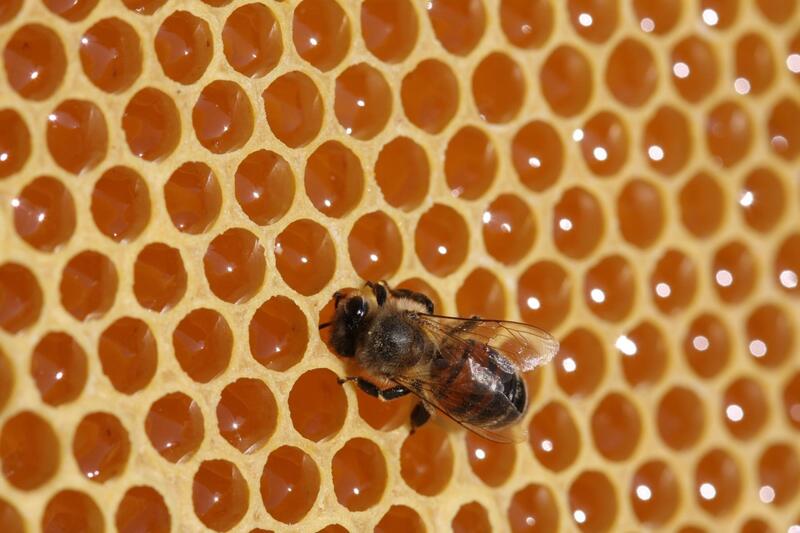 Nahaufnahme von mit Honig gefüllten Wabenzellen und einer Arbeitsbiene.