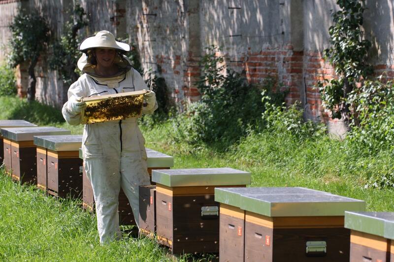 Imkerin mit Wabe in der Hand an den Bienenkästen.Im hintergrund erkennt man einer historischen Ziegelmauer.