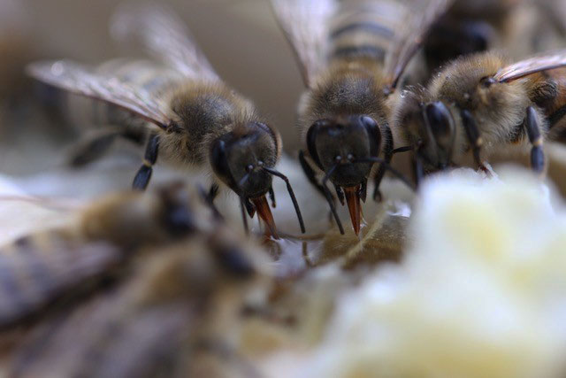 Nahaufnahme (Makro) von honigschlürfenden Bienen im Bienenstock.