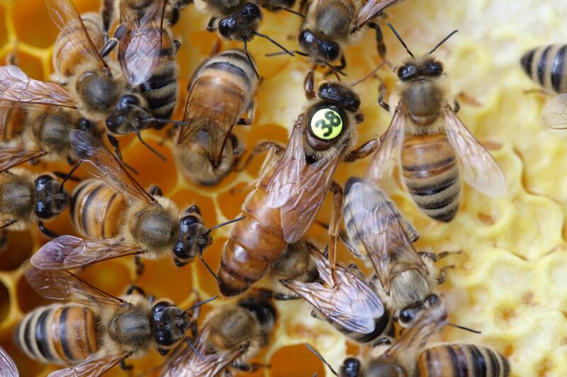 Bienenkönigin auf Wabe mit Rückennummer zwischen (Bienen-)Arbeiterinnen
