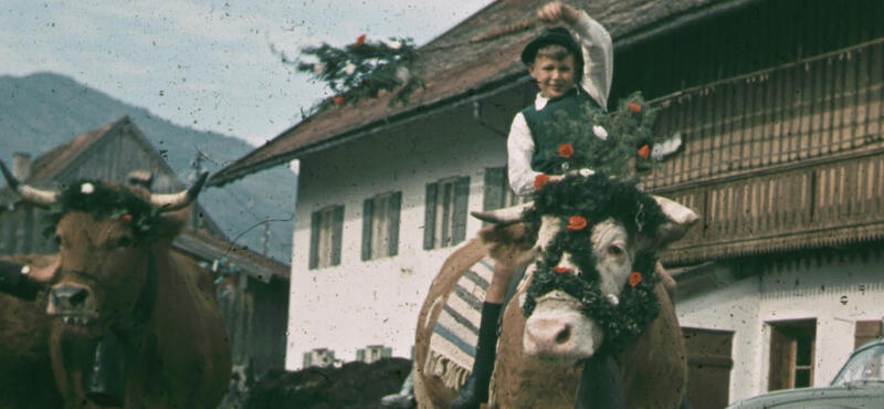 Historisches Foto in verblichenen Farben aus den fünfziger Jahren: Ein Junge sitzt mit einer weiß-blau gestreiften Decke auf einer Kuh. Diese ist im Gesicht mit Grünzeug und roten Blumen geschmückt. Der Jung schwingt einen Stock an dessen Ende wie eine Baumkrone, das gleiche Grünzeug ist und die gleichen roten Blumen wie bei der Kuh. Im Hintergrund ist eine weitere Kuh zu sehen.