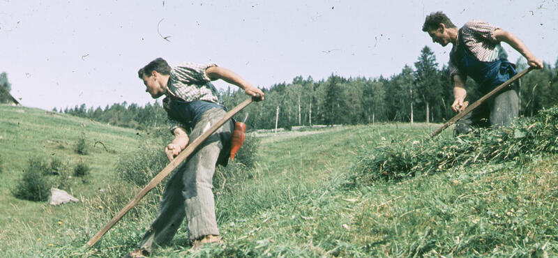 Historisches Foto in verblichenen Farben aus den fünfziger Jahren: Zwei Männer mähen mit Holzwerkzeug eine große hügelige Wiese. Im Hintergrund ist ein Wald zu sehen.