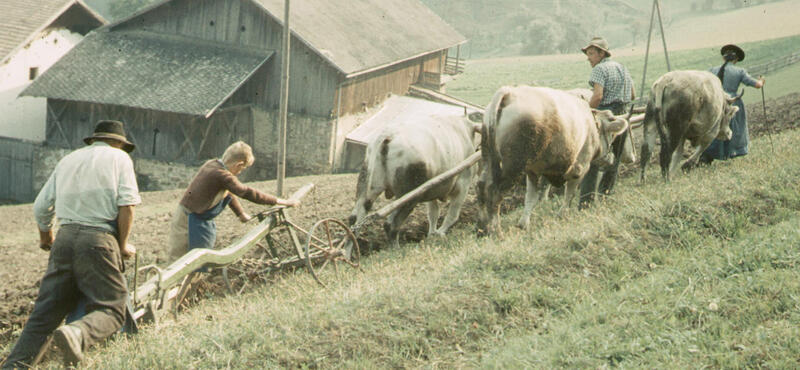 Historisches Foto in verblichenen Farben aus den fünfziger Jahren:
Vier Personen pflügen einen Acker mit Kühen. Neben dem Acker ist eine Wiese. und im Hintergrund sind weitere Felder und eine Hofstelle.
