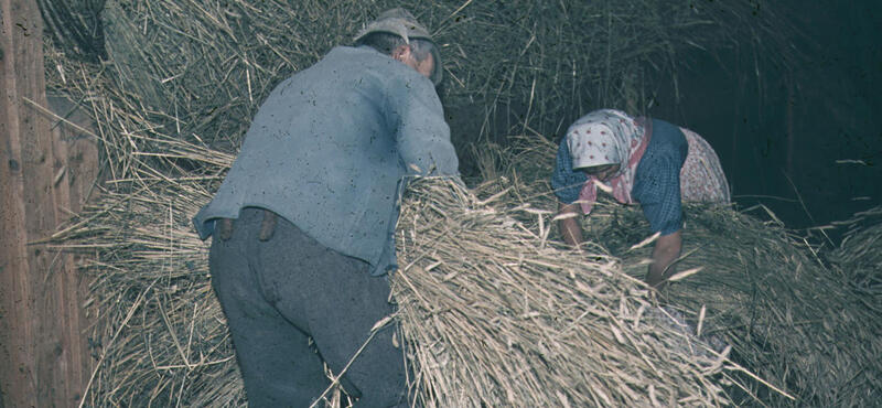 Historisches Foto in verblichenen Farben aus den fünfziger Jahren: Ein Mann und eine Frau binden Stroh zusammen.