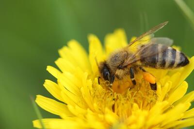 Biene auf einer gelben Blume, es sit eine Lwenzahnblume