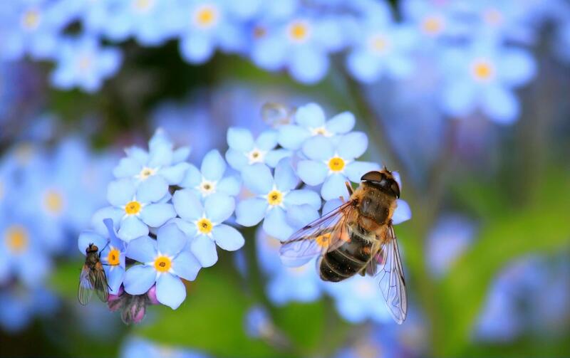 Nahaufnahme einer Biene auf einer blauen Blume.