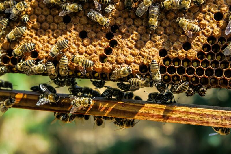 Mehreren Bienen in einem Bienenhaus.