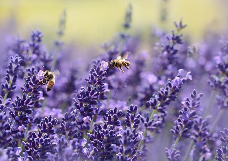Zwei Bienen laben sich an Lavendelblüten.