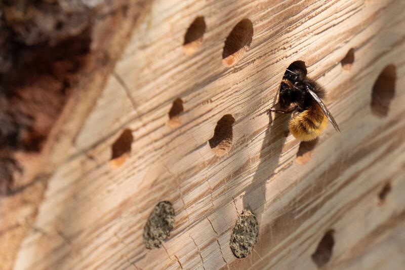 Eine einzelne Biene schlüpft in die runde Öffnung eines Insektenhotels aus Holz.