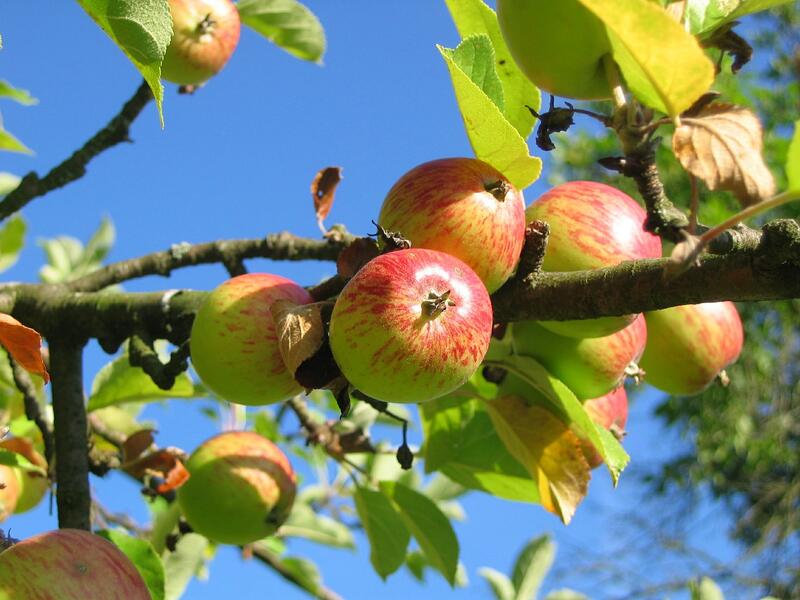 Ein Ast eines Apfelbaums, der sechs Äpfel trägt.