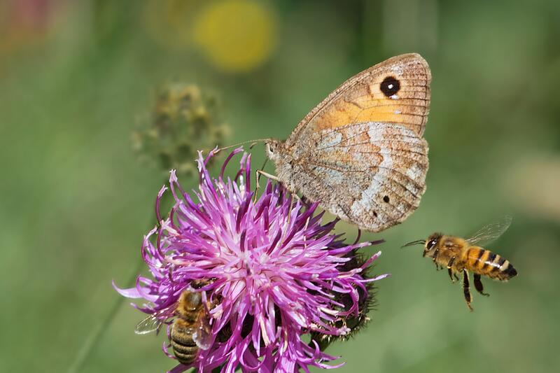Ein Schmetterling und zwei Bienen sitzen auf einer violetten Blume.
