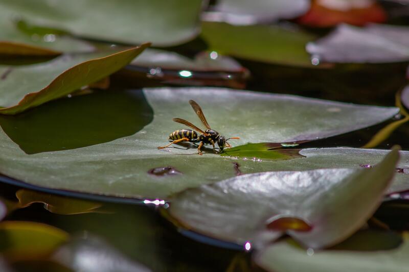 Eine Wespe sitzt auf einem Seerosenblatt und trinkt Wasser.